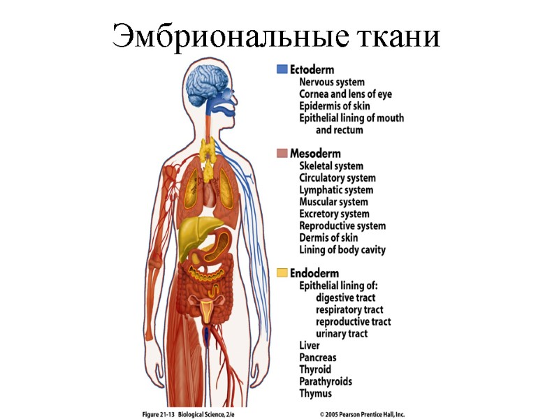 Эмбриональные ткани Эмбриональные ткани
